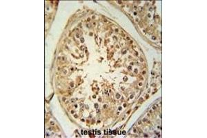 ZBTB5 Antibody (N-term) (ABIN651495 and ABIN2840267) immunohistochemistry analysis in formalin fixed and paraffin embedded human testis tissue followed by peroxidase conjugation of the secondary antibody and DAB staining. (ZBTB5 antibody  (N-Term))