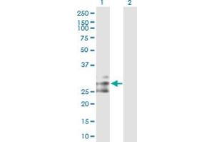 Western Blot analysis of FLT3LG expression in transfected 293T cell line by FLT3LG MaxPab polyclonal antibody. (FLT3LG antibody  (AA 1-235))