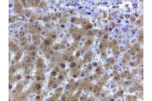 IHC staining of FFPE human liver with GAPDH antibody at 2ug/ml. (GAPDH antibody)