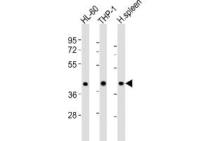 All lanes : Anti-FCGR1A Antibody (Center) at 1:8000 dilution Lane 1: HL-60 whole cell lysates Lane 2: THP-1 whole cell lysates Lane 3: human spleen lysates Lysates/proteins at 20 μg per lane. (FCGR1A antibody  (AA 168-200))