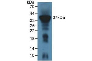 IREM1 抗体  (AA 45-310)