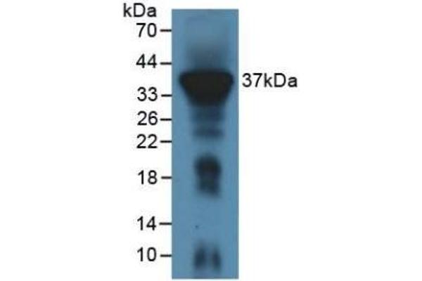 IREM1 Antikörper  (AA 45-310)