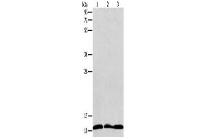 Western Blotting (WB) image for anti-Ribosomal Protein S27 (RPS27) antibody (ABIN2420909)