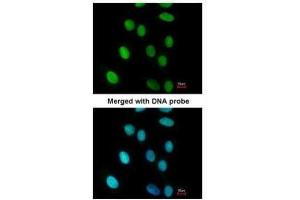 ICC/IF Image Immunofluorescence analysis of paraformaldehyde-fixed A549, using FEN1, antibody at 1:200 dilution. (FEN1 antibody)