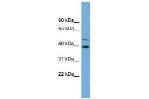WB Suggested Anti-C21orf58 Antibody Titration: 0.