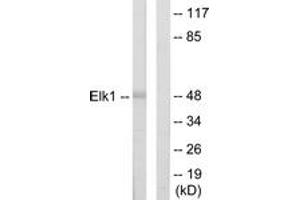 Western blot analysis of extracts from HeLa cells, using Elk1 Antibody. (ELK1 antibody  (AA 1-50))