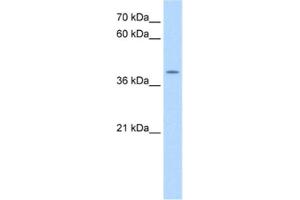 Western Blotting (WB) image for anti-Apolipoprotein B mRNA Editing Enzyme, Catalytic Polypeptide-Like 3B (APOBEC3B) antibody (ABIN2462942) (APOBEC3B antibody)