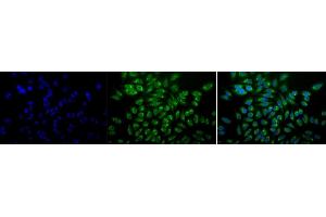 Immunocytochemistry/Immunofluorescence analysis using Mouse Anti-GRP78 Monoclonal Antibody, Clone 1H11-1H7 (ABIN863112). (GRP78 antibody)