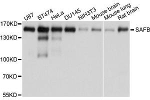 Western blot analysis of extracts of various cells, using SAFB antibody. (SAFB antibody)