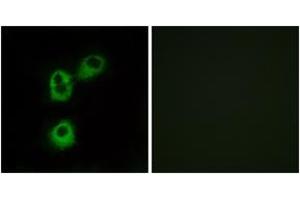 Immunofluorescence analysis of MCF7 cells, using OR5M1 Antibody. (OR5M1 antibody  (AA 240-289))