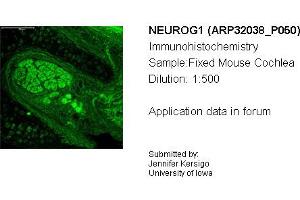 Sample Type: Mouse CochleaDilution: 1:500 (Neurogenin 1 antibody  (C-Term))