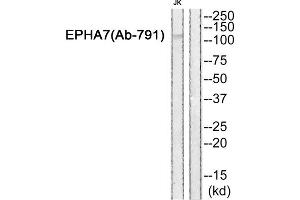 Western blot analysis of extracts from JK cells, using EPHA7 (epitope around residue 791) antibody. (EPH Receptor A7 antibody  (Tyr791))