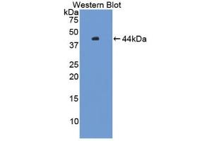 Western blot analysis of the recombinant protein. (HFE2 antibody  (AA 29-401))
