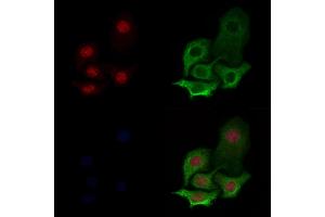 Histone H3 Antibody staining Hela cells by IF/ICC. (Histone 3 antibody)