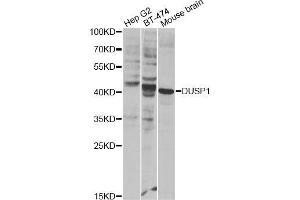 Western blot analysis of extracts of various cell lines, using DUSP1 Antibody. (DUSP1 antibody)