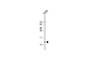Anti-SCGB2A2 Antibody (N-Term) at 1:2000 dilution + T47D whole cell lysate Lysates/proteins at 20 μg per lane. (Mammaglobin A antibody  (AA 22-51))