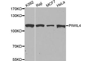 PIWIL4 antibody