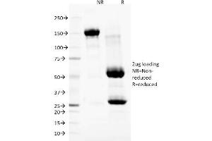SDS-PAGE Analysis Purified Nuclear Membrane Marker Mouse Monoclonal Antibody (NM97). (Nuclear Membrane Marker antibody)