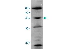 Identification of human Polb in the crude extract of MCF-7 cell by western blotting using Polb polyclonal antibody . (POLB antibody)