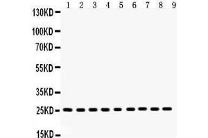 Anti- Peroxiredoxin 3 Picoband antibody, Western blotting All lanes: Anti Peroxiredoxin 3  at 0. (Peroxiredoxin 3 antibody  (AA 110-256))