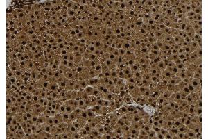 ABIN6267104 at 1/100 staining Rat liver tissue by IHC-P.