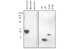 The recombinant human synuclein family (alpha-, beta- and gamma-) and alpha-synuclein domains (1-60, 1-95, 61-140 and 96-140) proteins were resolved by SDS-PAGE, transferred to PVDF membrane and probed with anti-alpha-Synuclein (61-95 aa) antibody (1:1,000). (SNCA antibody)