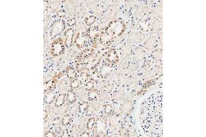 Immunohistochemical analysis of paraffin-embedded human kidney tissue using B performed on the Leica® BOND RXm.