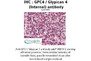 Image no. 1 for anti-Glypican 4 (GPC4) (Internal Region) antibody (ABIN1734868) (GPC4 antibody  (Internal Region))