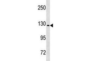 Nlrp6 antibody western blot analysis in mouse heart tissue lysate. (NLRP6 antibody  (AA 343-372))