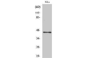 Western Blotting (WB) image for anti-POU Class 5 Homeobox 1 (POU5F1) (Internal Region) antibody (ABIN3176443) (OCT4 antibody  (Internal Region))