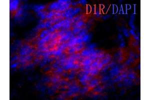 IHC-Fr Image Dopamine receptor D1 antibody detects dopamine receptor D1 protein on embryonic mouse brain by immunohistochemical analysis. (Dopamine Receptor d1 antibody  (C-Term))