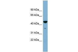 WB Suggested Anti-TAPBP  Antibody Titration: 0. (TAPBP antibody  (Middle Region))