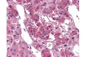 Anti-TM9SF1 antibody IHC of human, adrenal. (TM9SF1 antibody  (Internal Region))
