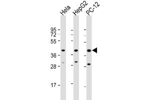 Western Blot at 1:2000 dilution Lane 1: Hela whole cell lysate Lane 2: HepG2 whole cell lysate Lane 3: PC-12 whole cell lysate Lysates/proteins at 20 ug per lane. (MAPK14 antibody  (AA 301-330))