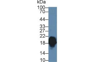 Western blot analysis of Mouse Cerebrum lysate, using Human CPLX1 Antibody (1 µg/ml) and HRP-conjugated Goat Anti-Rabbit antibody ( (Complexin 1 antibody  (AA 1-134))
