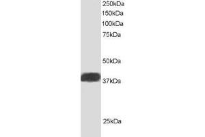 ABIN184942 staining (1ug/ml) of Human Heart lysate (RIPA buffer, 30ug total protein per lane). (NIF3L1 antibody  (C-Term))