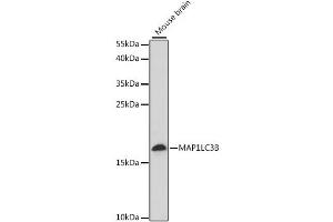 Western blot analysis of extracts of mouse brain, using MAP1LC3B antibody. (LC3B antibody)