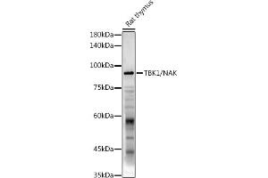 Western blot analysis of extracts of Rat thymus, using TBK1/NAK antibody (ABIN3016267, ABIN3016268, ABIN3016269 and ABIN6219678) at 1:1000 dilution. (TBK1 antibody  (AA 440-729))