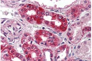 Anti-NPSR1 antibody  ABIN1049119 IHC staining of human kidney. (NPSR1 antibody  (Extracellular Domain))