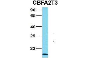 Host:  Rabbit  Target Name:  NOP56  Sample Type:  MCF7  Antibody Dilution:  1.