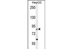 EXOC3L Antibody (C-term) (ABIN655213 and ABIN2844825) western blot analysis in HepG2 cell line lysates (35 μg/lane). (EXOC3L1 antibody  (C-Term))