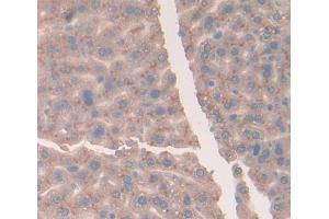 IHC-P analysis of Mouse Tissue, with DAB staining. (Vitamin D-Binding Protein antibody  (AA 395-473))