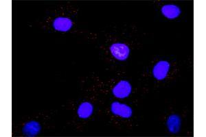 Proximity Ligation Analysis of protein-protein interactions between MAPK3 and PTPN11. (ERK1 antibody  (AA 1-379))