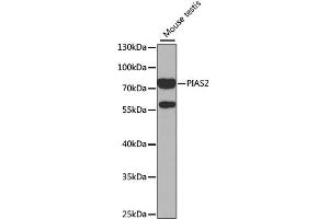Western blot analysis of extracts of mouse testis, using PIAS2 antibody (ABIN1876855) at 1:1000 dilution.