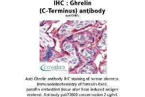 Image no. 1 for anti-Ghrelin (GHRL) (C-Term) antibody (ABIN1734686) (Ghrelin antibody  (C-Term))