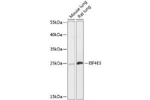Western blot analysis of extracts of various cell lines using EIF4E3 Polyclonal Antibody at dilution of 1:3000. (EIF4E3 antibody)