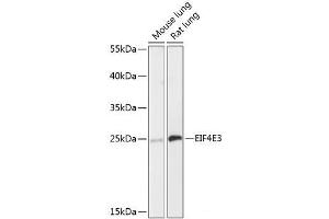 Western blot analysis of extracts of various cell lines using EIF4E3 Polyclonal Antibody at dilution of 1:3000. (EIF4E3 antibody)