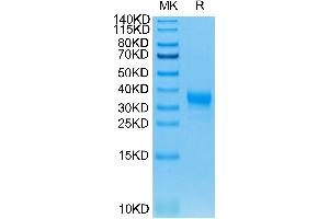FCGR2A Protein (AA 36-218) (His-Avi Tag)