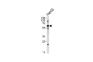 Western blot analysis in HepG2 cell line lysates (35ug/lane). (ZNF192 antibody  (AA 184-206))