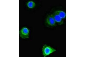 Immunofluorescent analysis of Hela cells using ABIN7150566 at dilution of 1:100 and Alexa Fluor 488-congugated AffiniPure Goat Anti-Rabbit IgG(H+L)